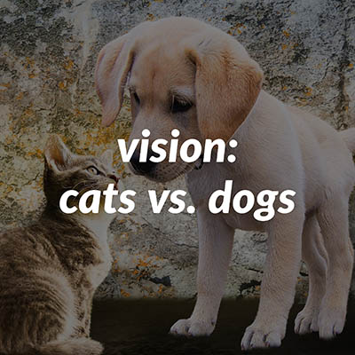 how do cats see humans vs dogs